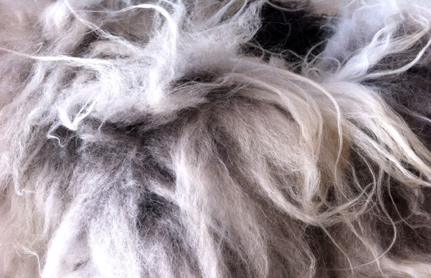 Raw Wool from Laura Tucker
