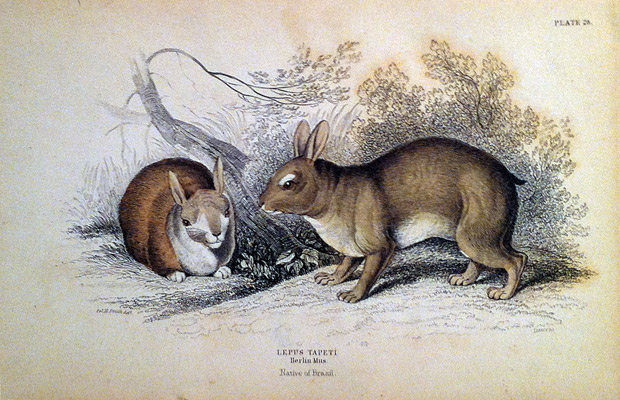 Wildlife art prints at Terenchin Fine Art