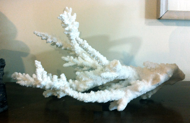White Coral