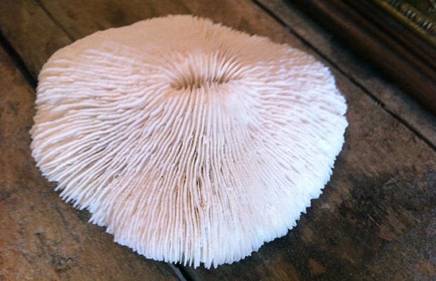 Mushroom Coral