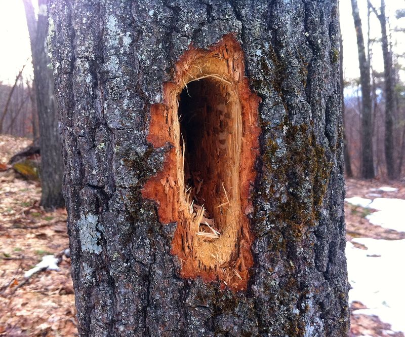 Woodpeckered