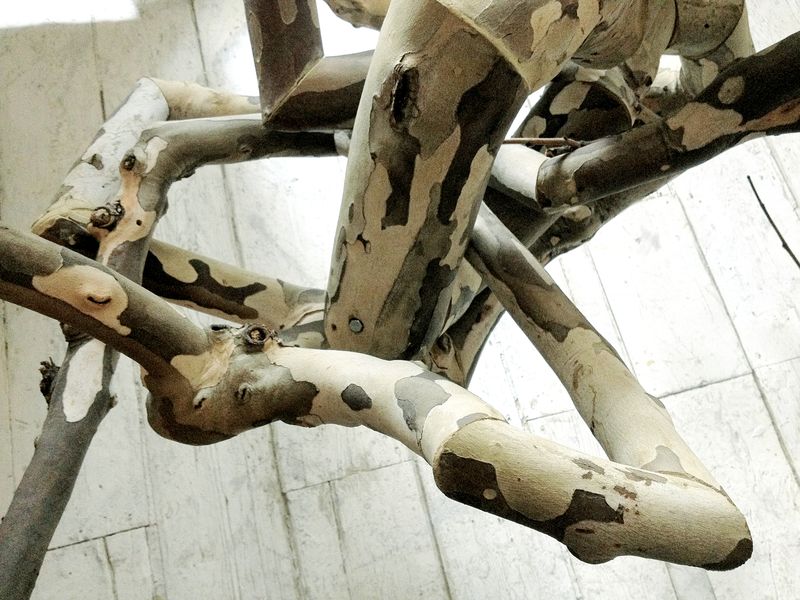 Sycamore