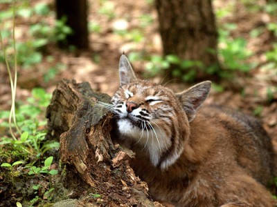 Image from animaltourism.com