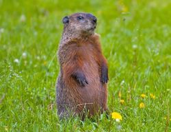 Woodchuck (not in Hudson)