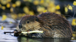 images.nationalgeographic.com