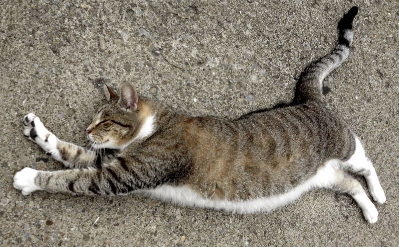 Squirrelcat