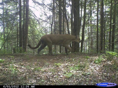 image from huntingny.com
