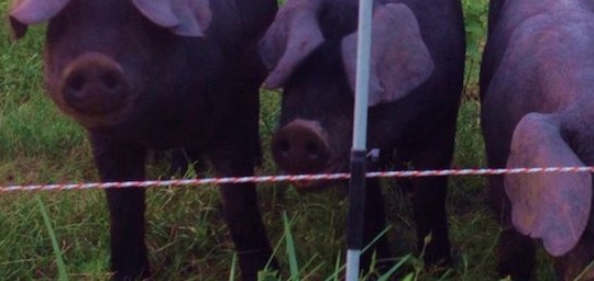 Piggies
