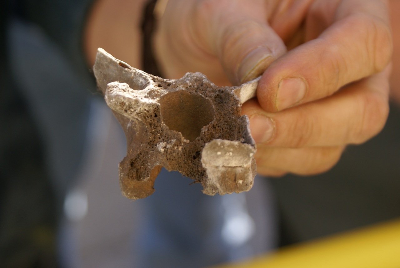 Cow? bones found in Hudson (NY) building