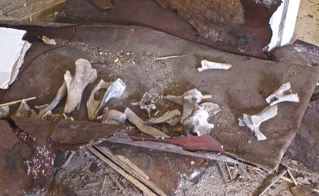 Cow? bones found in Hudson (NY) building